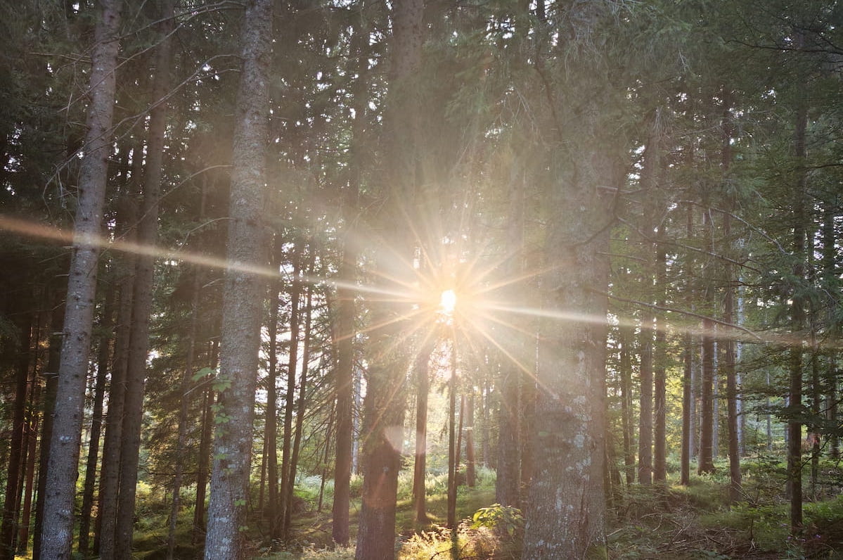 sun & forest
